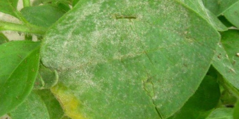 Kako se nositi s pepelnicom na petunijama: kako obraditi, fotografija